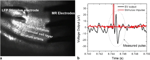 Measuring brain activity with magnetoresistive sensors integrated in micromachined probe needles