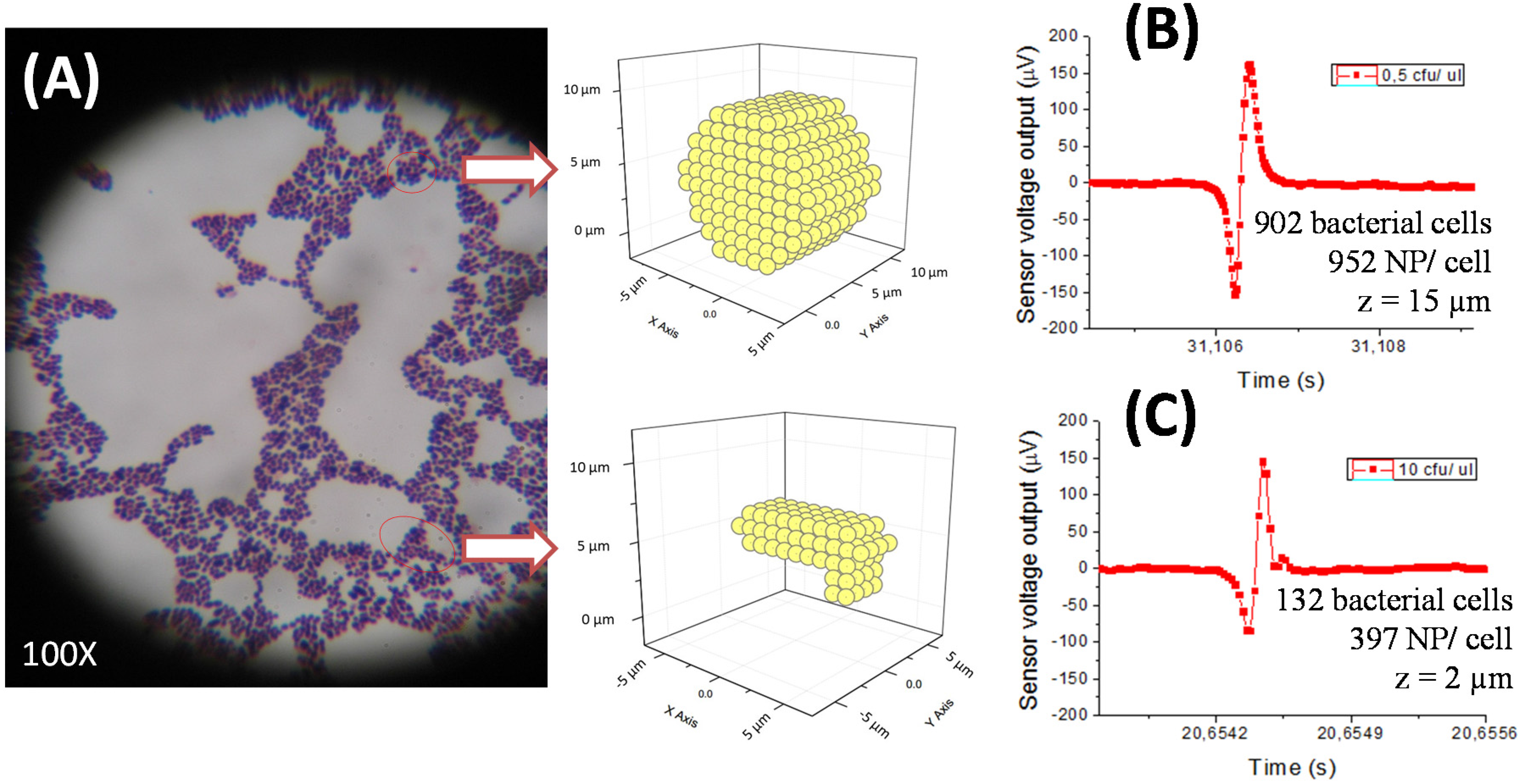 Semi-Quantitative Method for Streptococci Magnetic Detection in Raw Milk